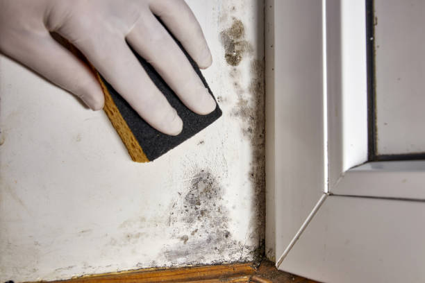 Mold Odor Removal Services in Sudley, VA